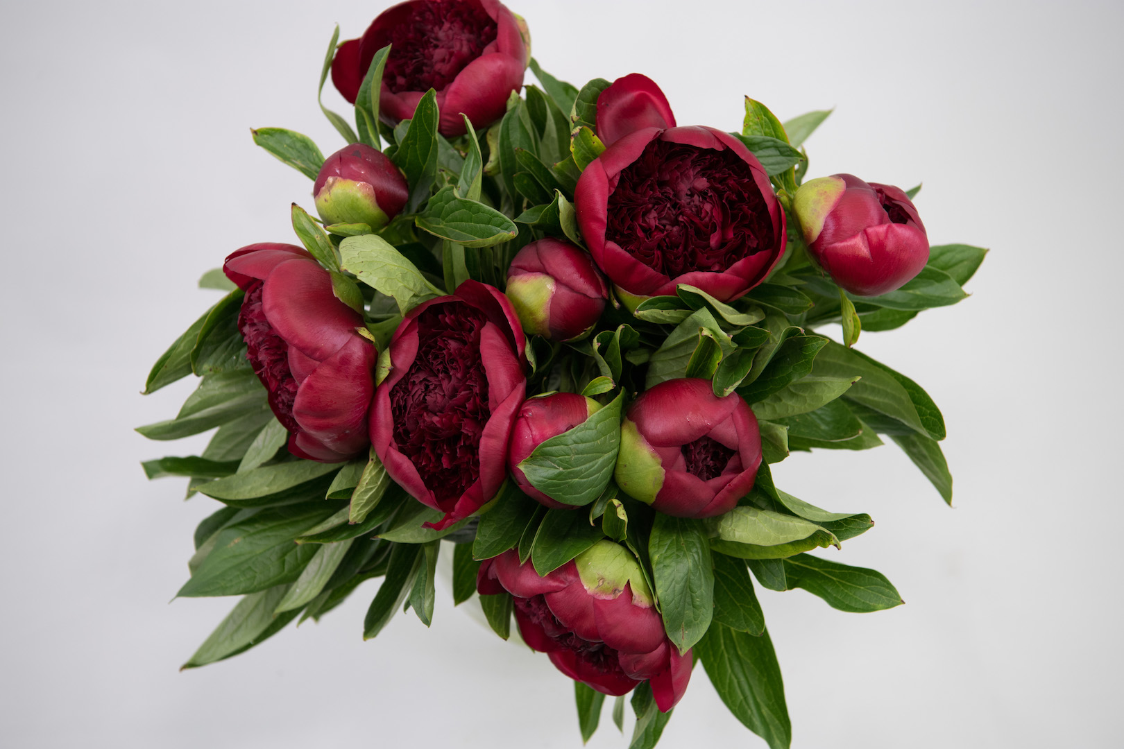 mangfoldighed Risikabel Ringlet Peony Red Charm : Paeonia | Flowers WA - Perth - Perth
