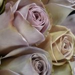 Rose Amnesia Flowers WA Perth