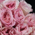 Rose Pink Ohara Flowers WA Perth