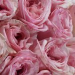 Rose Pink Ohara Flowers WA Perth