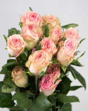 Flowers WA Perth Rose Rose Sweet Elegance 1005