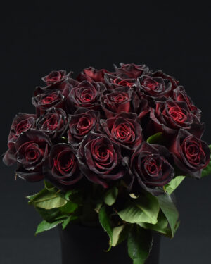 Rose Black Baccara Flowers WA Perth 1