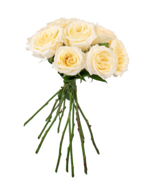 candlelight rose cream pale yellow fresh flowers wa 3