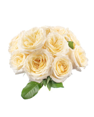 candlelight rose cream pale yellow fresh flowers wa 8