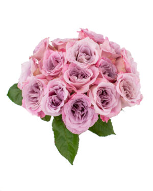 faith rose lilac pink fresh flowers wa perth 3