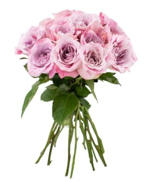 faith rose lilac pink fresh flowers wa perth 7 e1626152291363