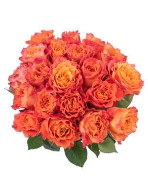 free spirit rose hot pink orange yellow bi colour fresh flowers wa 8