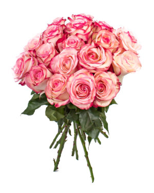 paloma rose pink beige fresh flowers wa 2