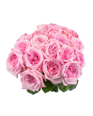 pink ohara rose pink pale fresh flowers wa 7