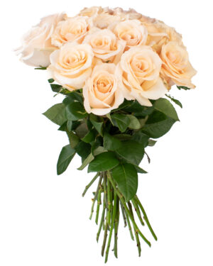 queen of pearl rose cream beige fresh flowers wa beige yellow rose fresh flowers wa 1