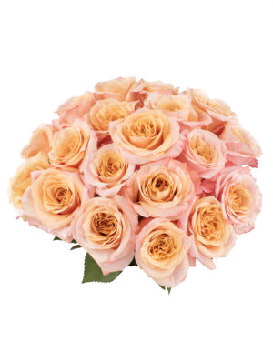 shimmer rose peach yellow pink fresh flowers wa perth 1