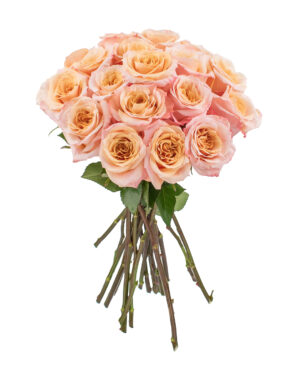 shimmer rose peach yellow pink fresh flowers wa perth 13