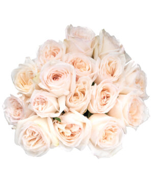 white ohara rose white fresh flowers wa 13