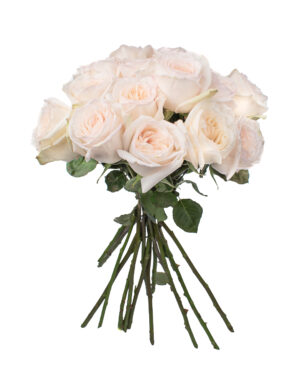 white ohara rose white fresh flowers wa 4