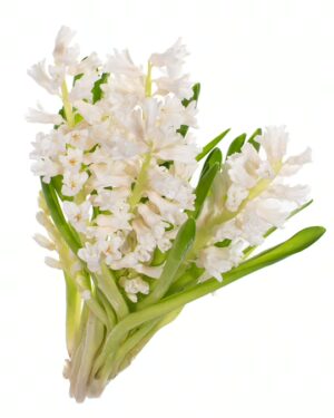 Hyacinth White Flowers WA Perth