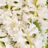 Hyacinth White Flowers WA Perth
