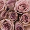 Rose Amnesia Lavender Flowers WA Perth