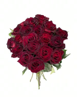 Rose Black Baccara Red Black Flowers WA Perth