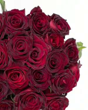 Rose Black Baccara Red Black Flowers WA Perth