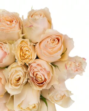 Rose Carpe Diem Cream Flowers WA Perth