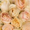 Rose Carpe Diem Cream Flowers WA Perth