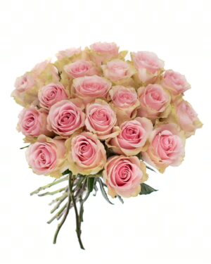 Rose Frutetto Cream Pink Flowers WA Perth