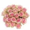 Rose Frutetto Cream Pink Flowers WA Perth