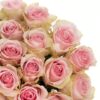 Rose Frutetto Cream Pink Flowers WA Perth