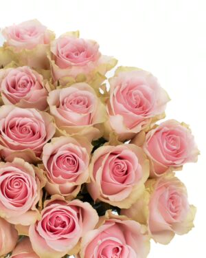 Rose Frutetto Cream Pink Flowers WA Perth