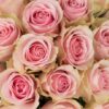 Rose Frutetto Cream Pink Flowers WA Perth