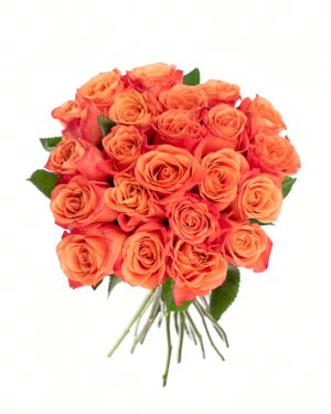 Rose Orange Crush Orange Flowers WA Perth