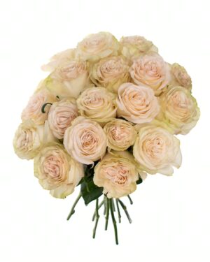 Rose Priority Cream Flowers WA Perth