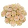 Rose Priority Cream Flowers WA Perth