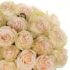 Rose Priority Cream Flowers WA Perth