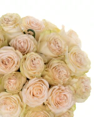 Rose Priority Cream Flowers WA Perth