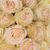 Rose Priority Cream Flowers WA Perth