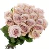 Rose Quicksand Cream Flowers WA Perth