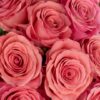 Rose Saga Pink Flowers WA Perth