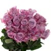 Rose Star Platinum Lavender Flowers WA Perth