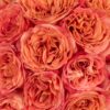 Rose Wild Spirit Orange Flowers WA Perth