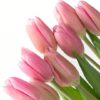 Tulip Milkshake Pink Flowers WA Perth