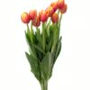 Tulip Reply Peach Flowers WA Perth