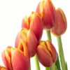 Tulip Reply Peach Flowers WA Perth