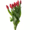 Tulip Strong Love Red Flowers WA Perth