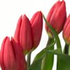 Tulip Strong Love Red Flowers WA Perth