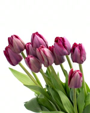 Tulip Saigon Purple Flowers WA Perth