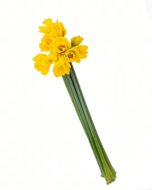 daffodil yellow flowers wa perth 1