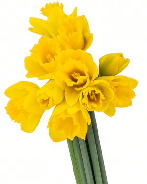 Daffodil