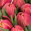 Double Tulip Columbus Pink Flowers WA Perth