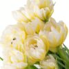 Double Tulip Password White Flowers WA Perth